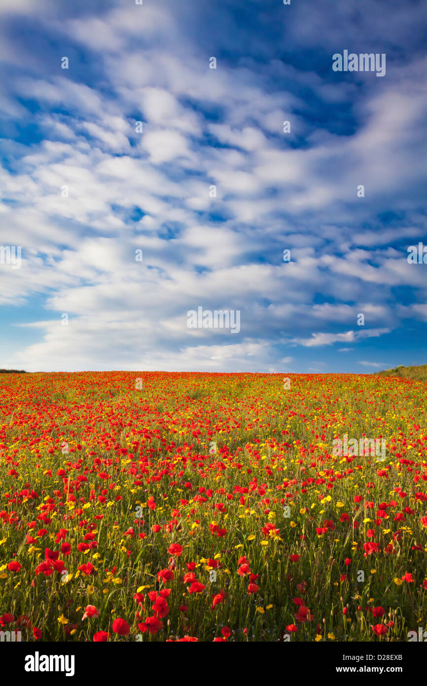 Poppies and Cornwall Marigolds at West Pentire near Crantock in Cornwall Stock Photo
