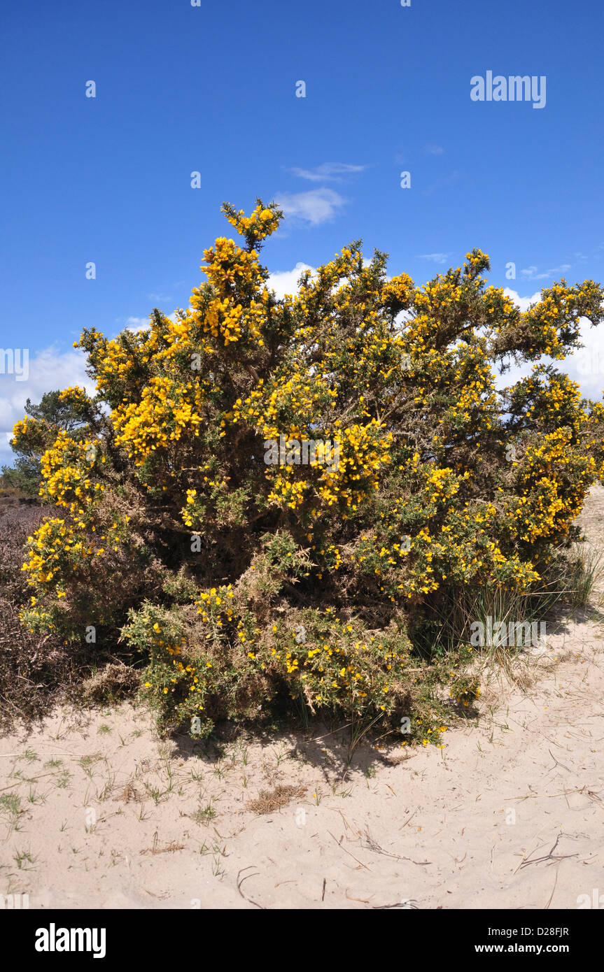 A view of a gorse bush in flower on a sandy part of the heath Dorset UK Stock Photo