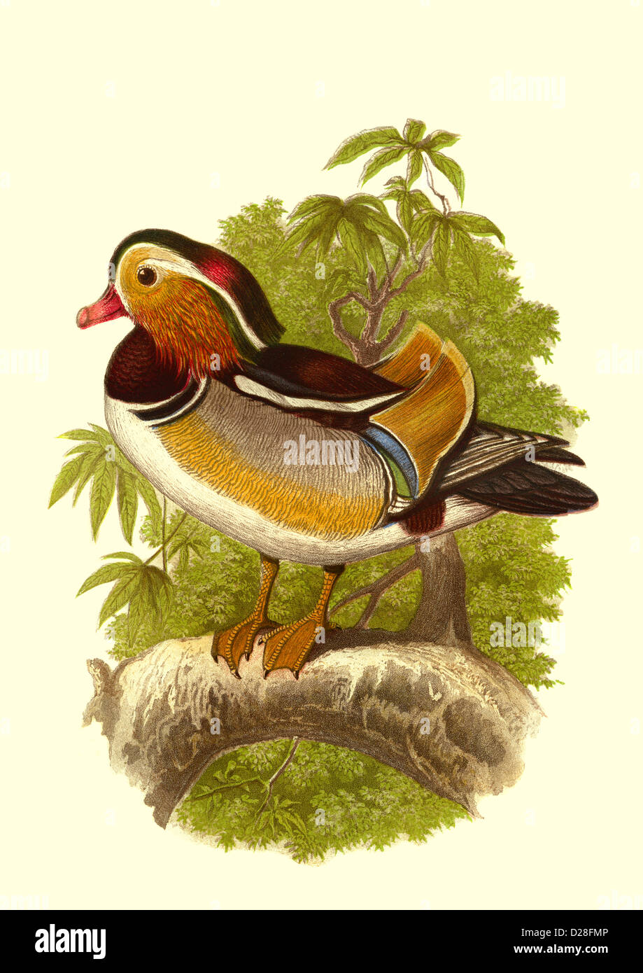 Mandarin Duck' High resolution enhanced scan of antiquarian Victorian colour plate illustration from 1860's Cassell's Book of Birds 'Mandarin Duck' Stock Photo