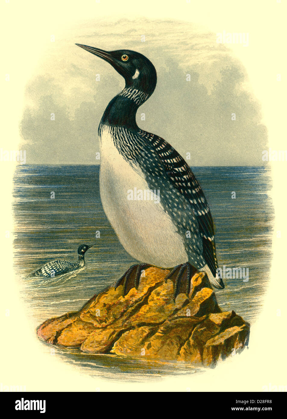 High resolution enhanced scan of antiquarian Victorian colour plate from 1860's Cassell's Book of Birds 'Great Northern Diver' Stock Photo