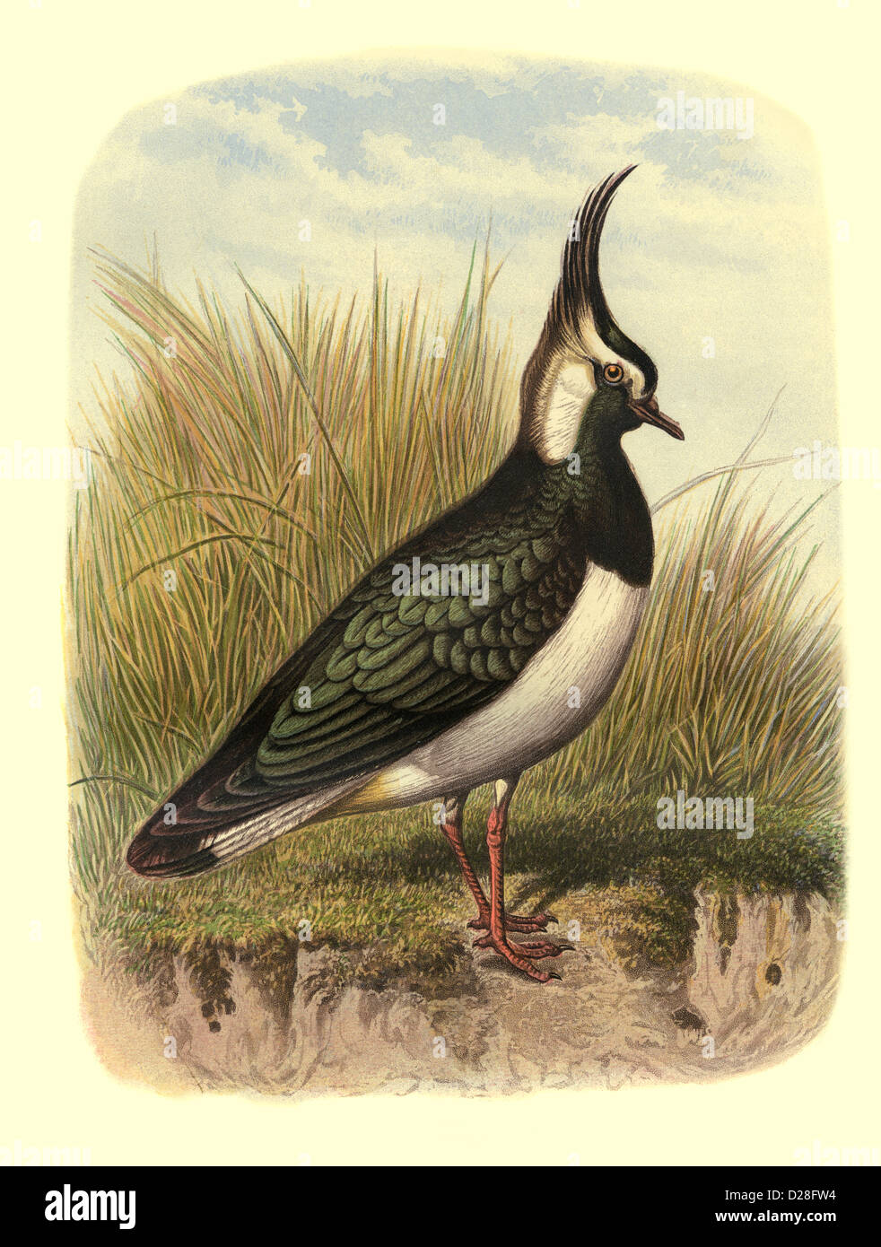 'The Lapwing' Illustration High resolution enhanced scan of antiquarian Victorian colour Lithograph plate 1860's Cassell's Book of Birds 'The Lapwing' Stock Photo
