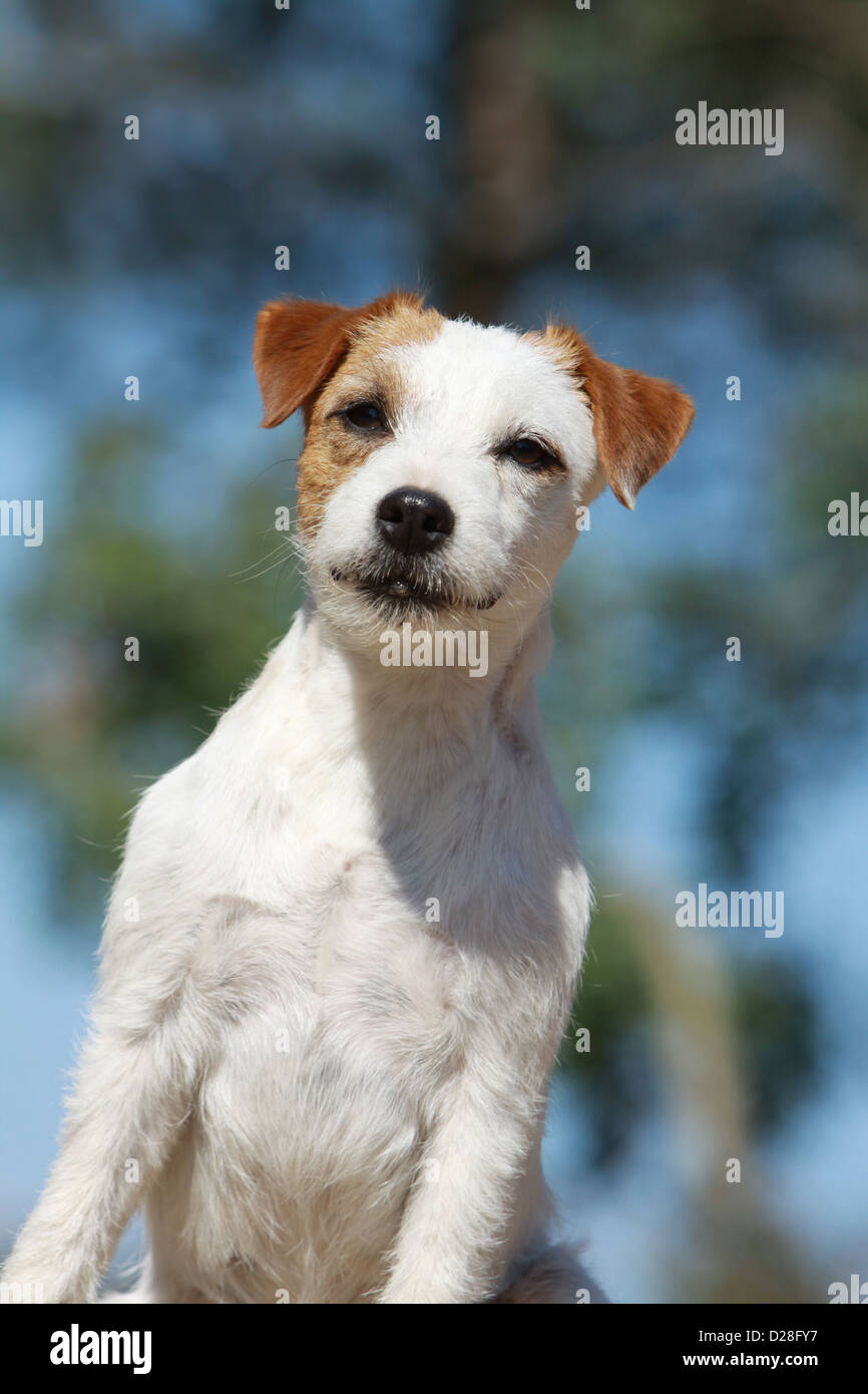 Dog Parson Russell Terrier  puppy portrait face Stock Photo
