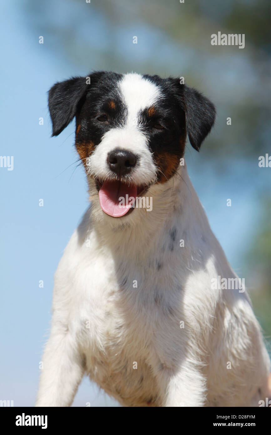 Dog Parson Russell Terrier adult portrait Stock Photo