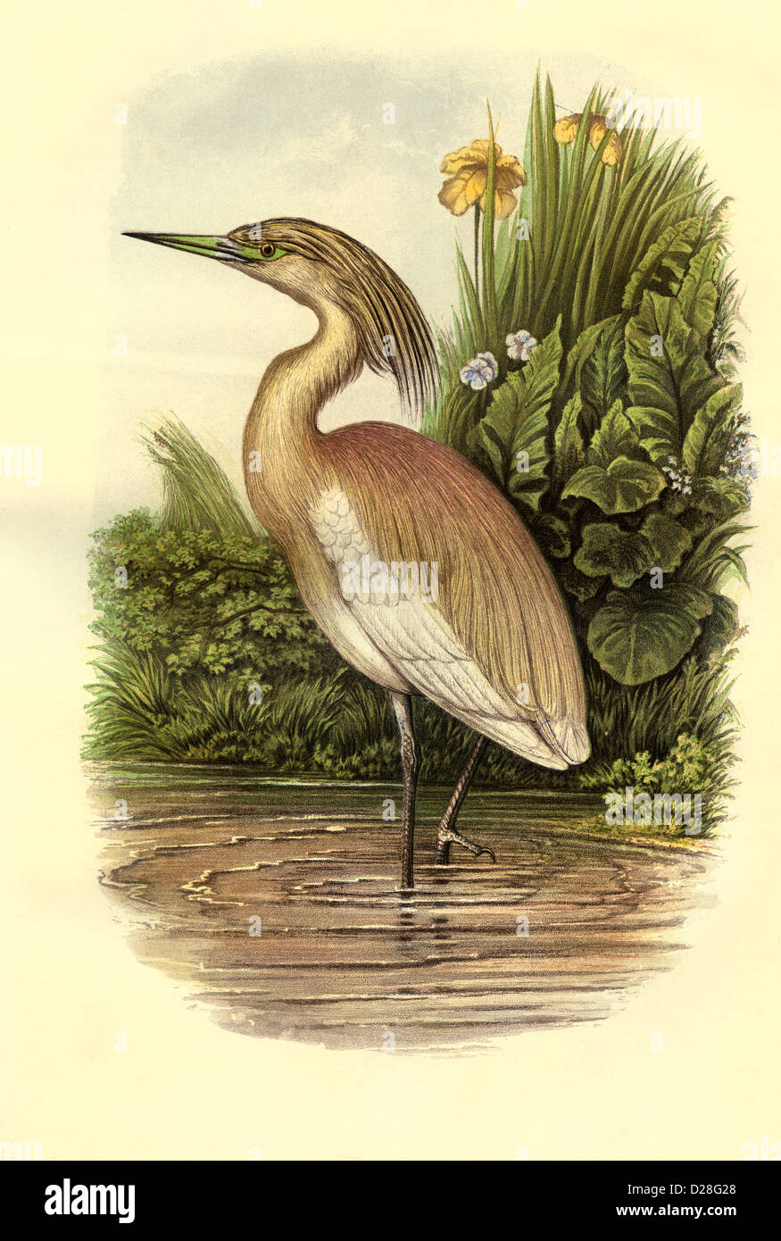 HERON SQUACCO BIRD HERON HI-resolution enhanced scan of antiquarian Victorian colour Lithograph from 1860's Cassell's Book of Birds SQUACCO HERON Stock Photo