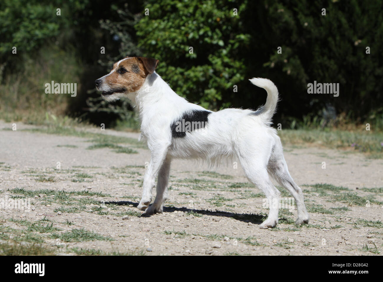 Dog Parson Russell Terrier adult standing paw raised Stock Photo - Alamy