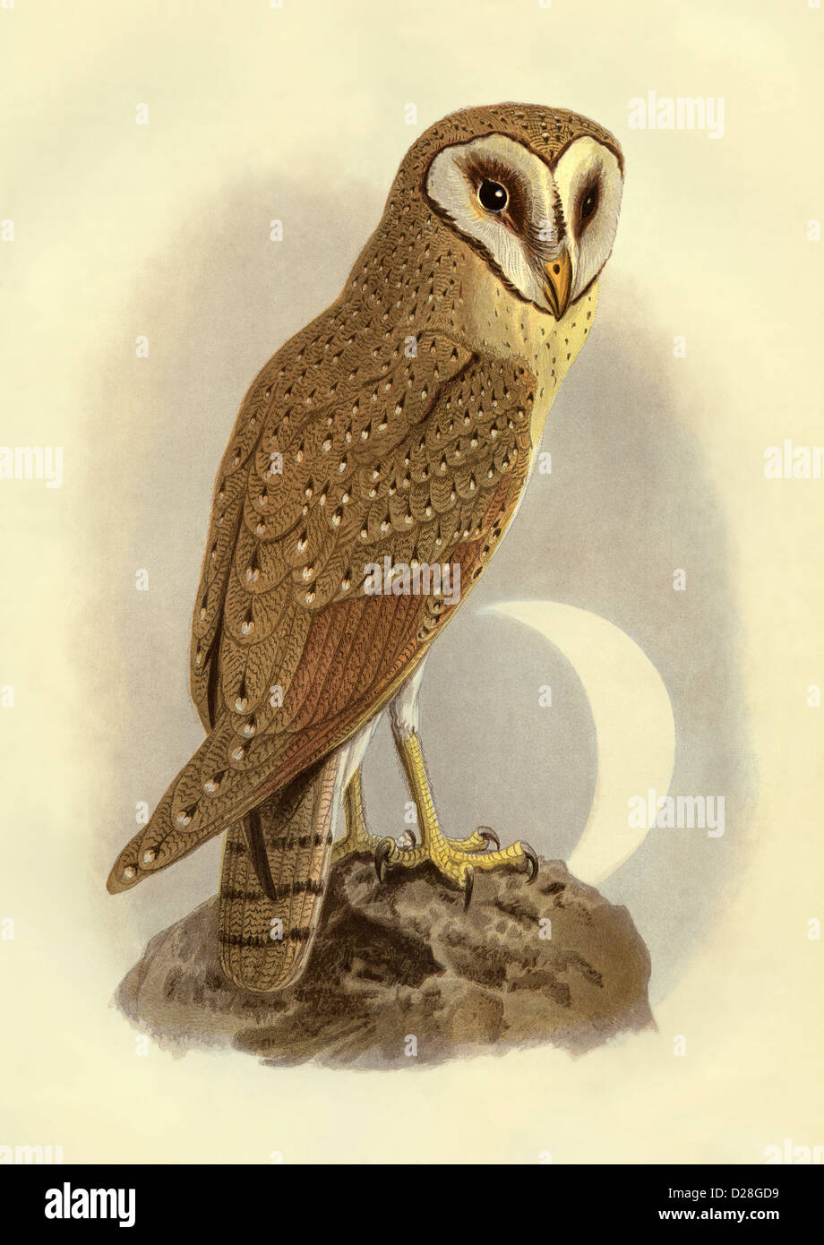 JAVA OWL High resolution enhanced scan of antiquarian Victorian colour plate from 1860's Cassell's Book of Birds '' Java Owl' Stock Photo