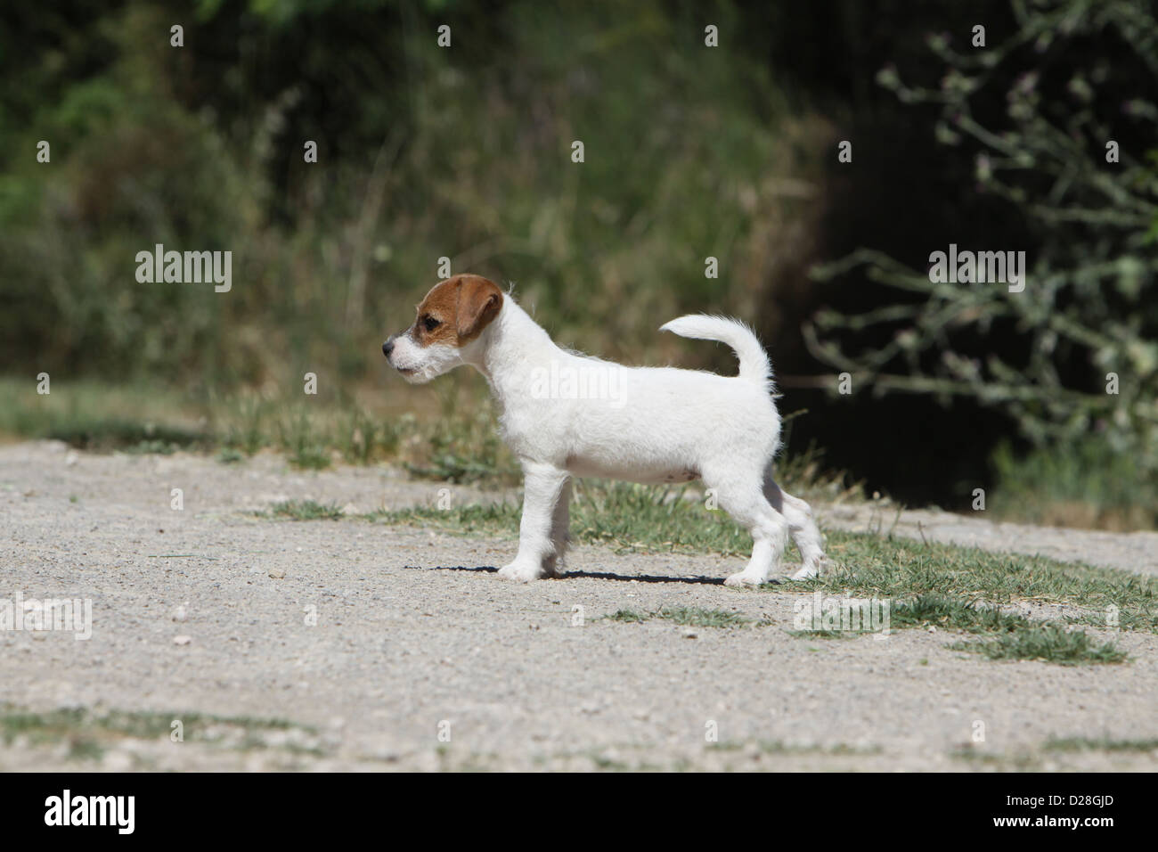 Dog Parson Russell Terrier  puppy standing Stock Photo