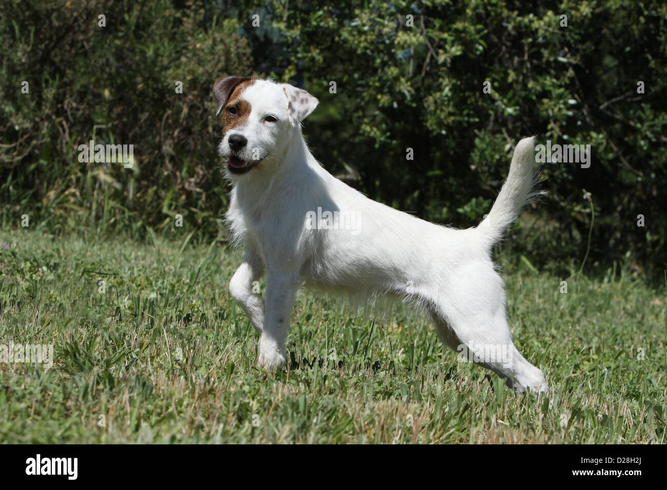 Dog Parson Russell Terrier Adult Standing In A Garden Paw Raised