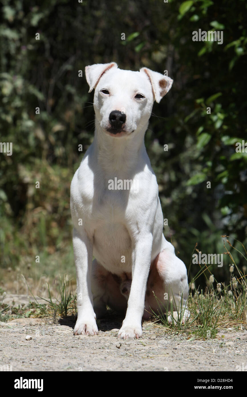 Dog Parson Russell Terrier adult smooth coat white sitting Stock Photo