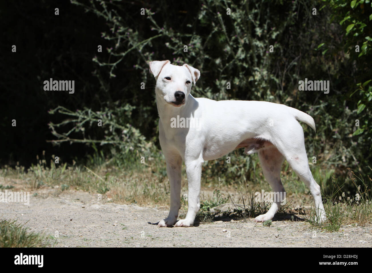 Dog Parson Russell Terrier adult smooth coat white standard profile Stock Photo