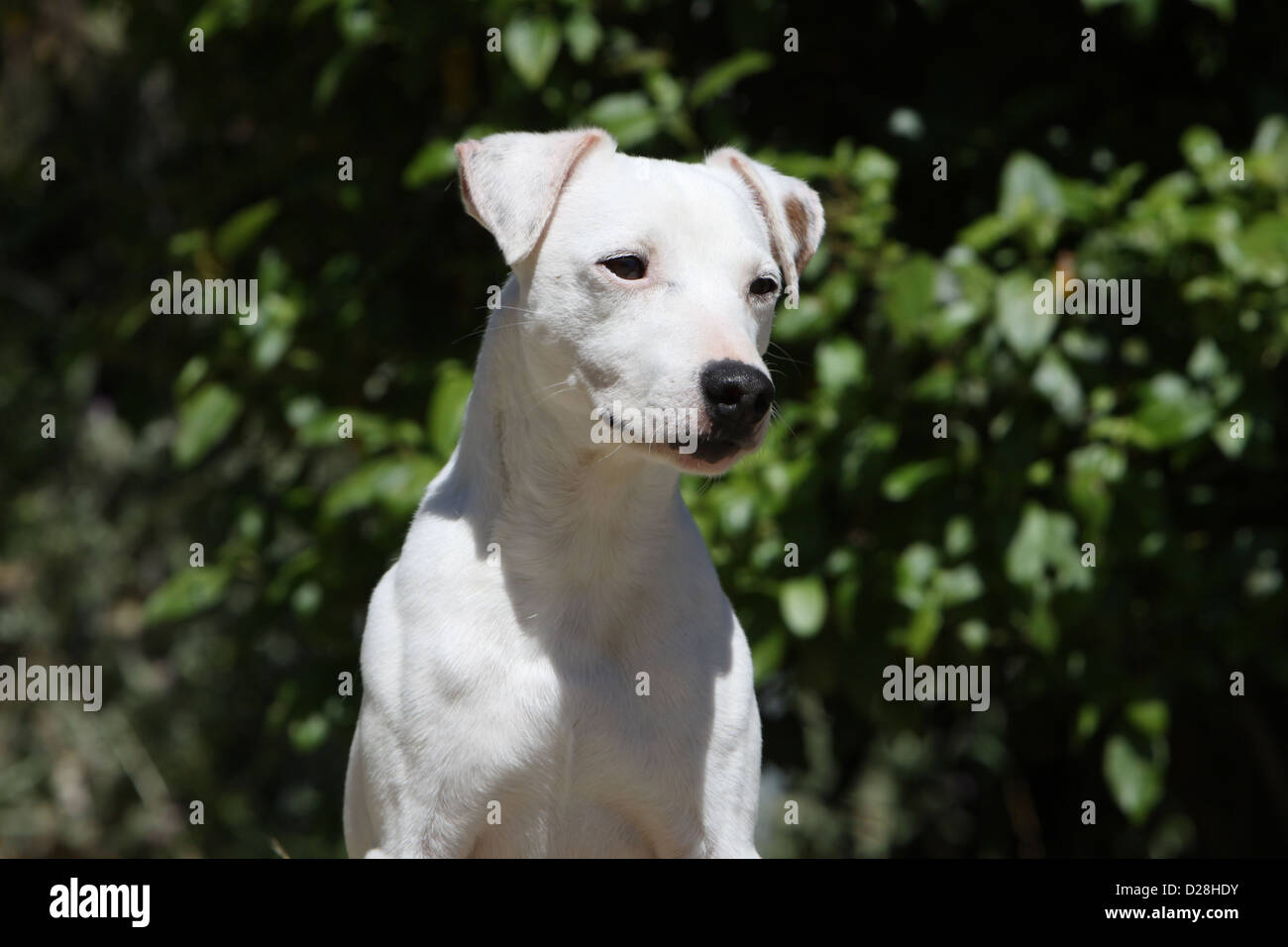 parson russell terrier smooth
