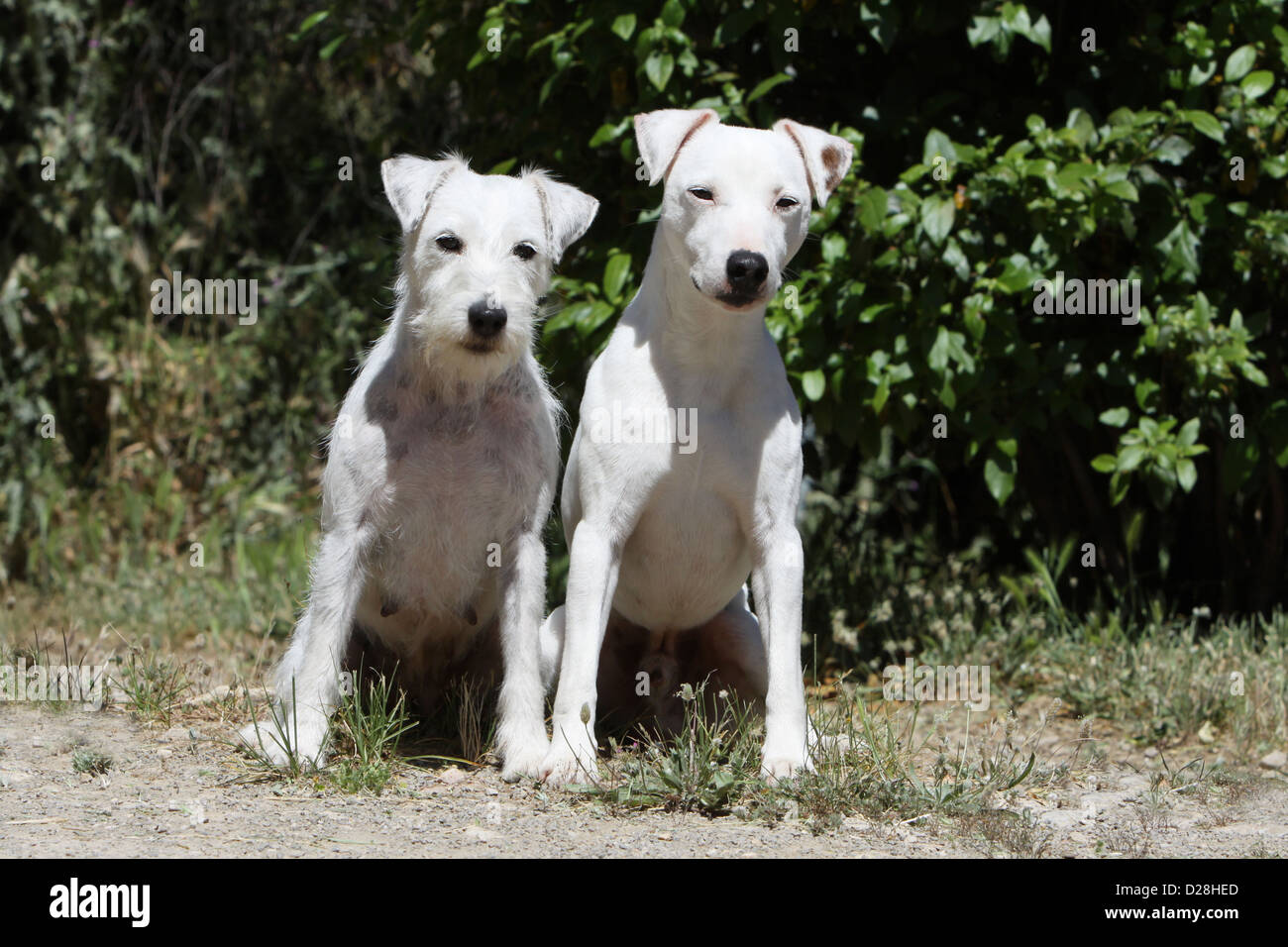 Dog Parson Russell Terrier Two Adults White Different Variety Stock Photo Alamy
