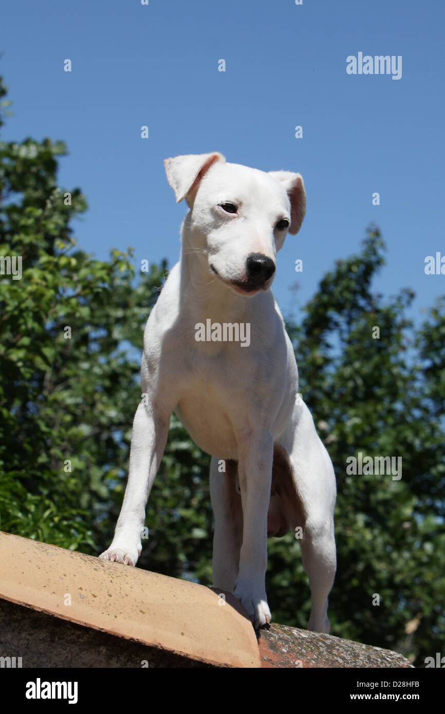 Dog Parson Russell Terrier adult smooth coat white standing Stock Photo