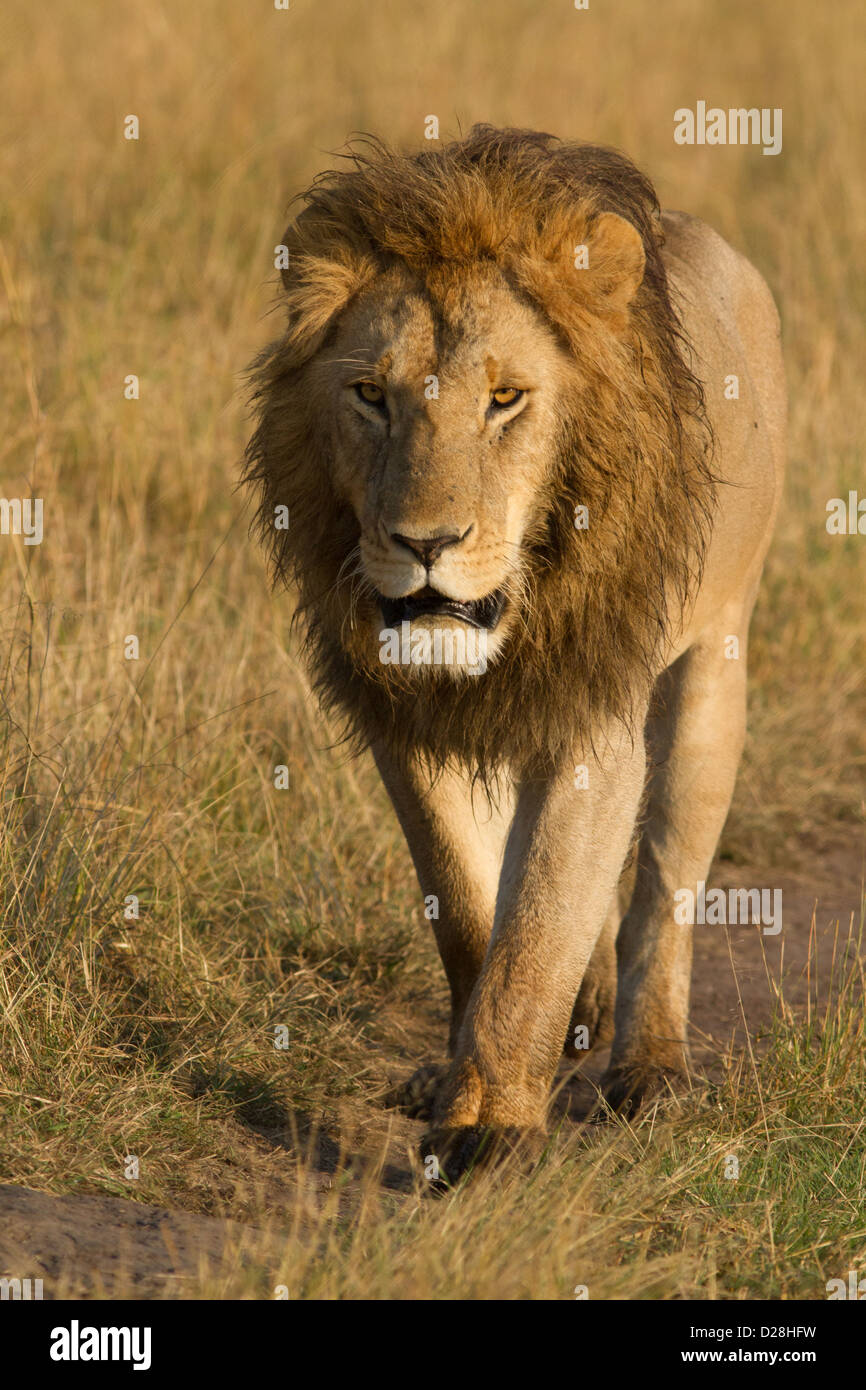 Male lion hi-res stock photography and images - Alamy