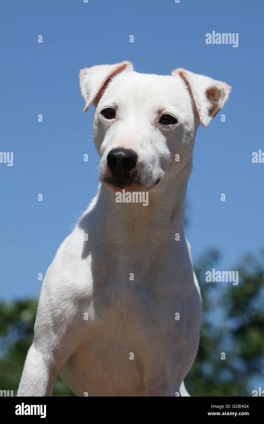 Smooth Coat Jack Russell Terrier High Resolution Stock Photography and Images Alamy