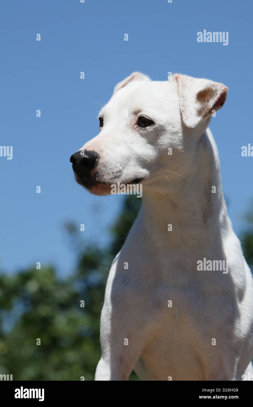 parson russell terrier smooth