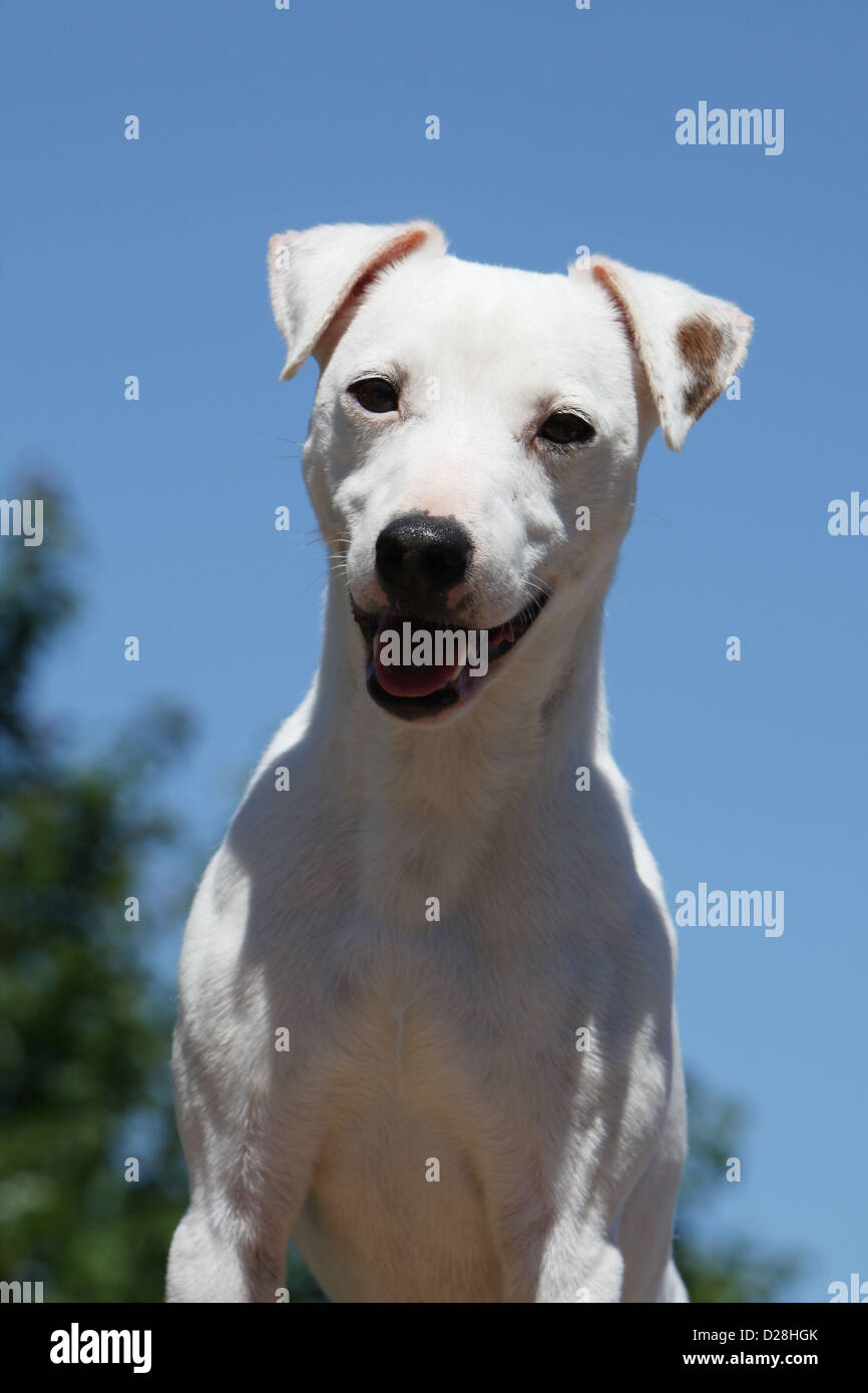 Dog Parson Russell Terrier adult smooth coat portrait Stock Photo Alamy