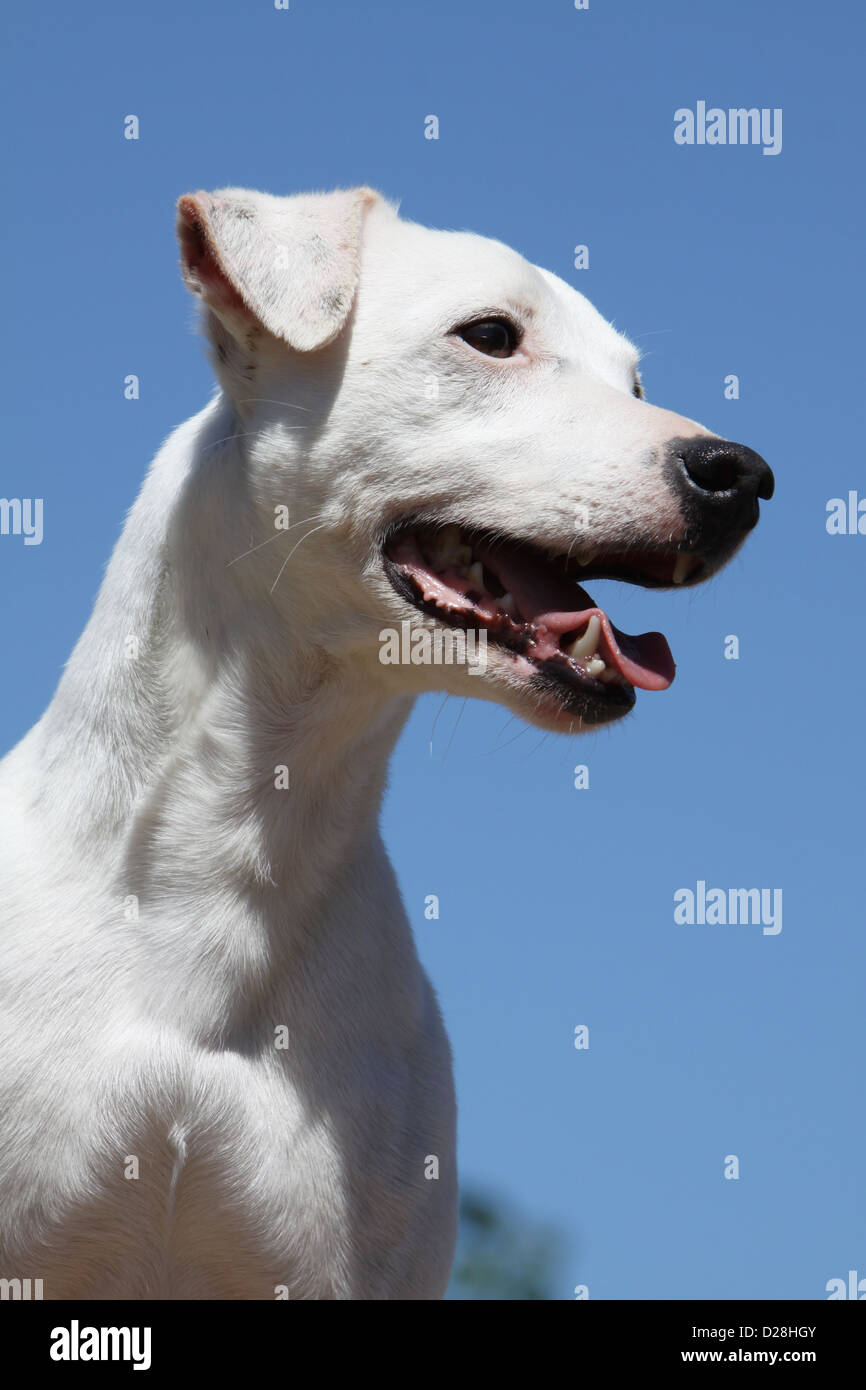 Dog Parson Russell Terrier adult smooth coat portrait Stock Photo Alamy
