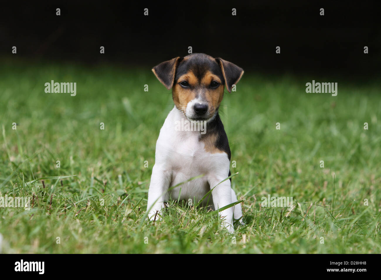 Dog Parson Russell Terrier  puppy Stock Photo