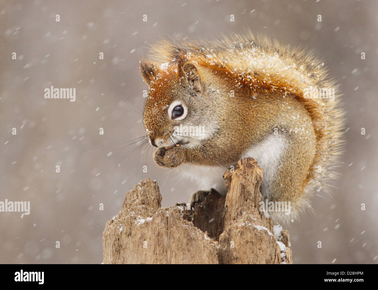 Funny North American red squirrel  looking for food in winter storm Stock Photo