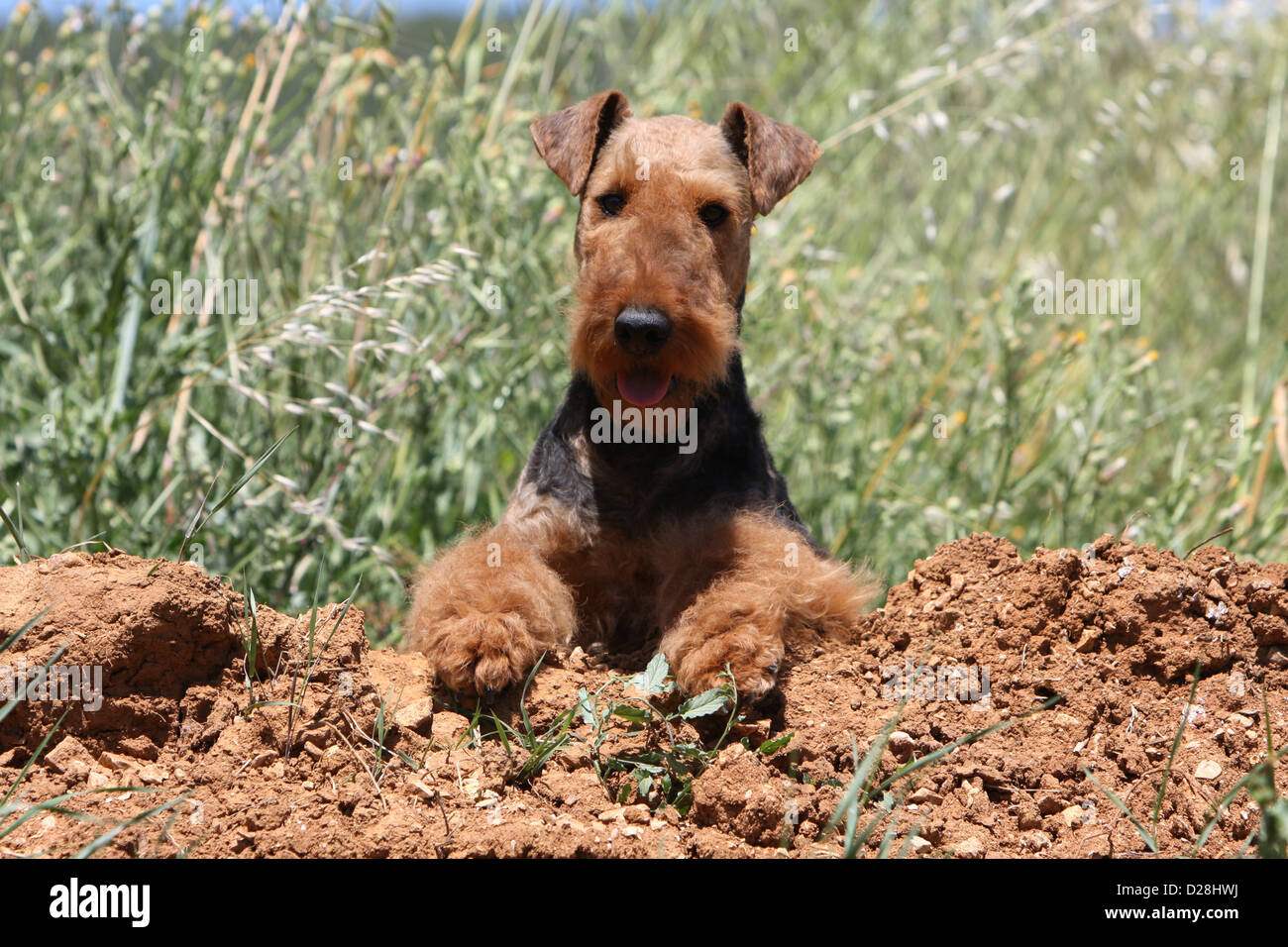 Dog Airedale Terrier / Waterside Terrier adult lying on the ground Stock Photo