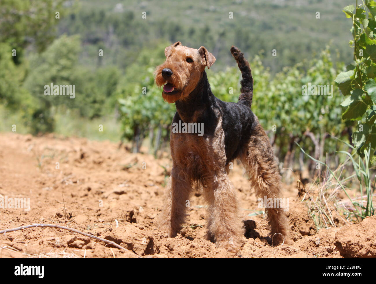 airedale terrier police dog
