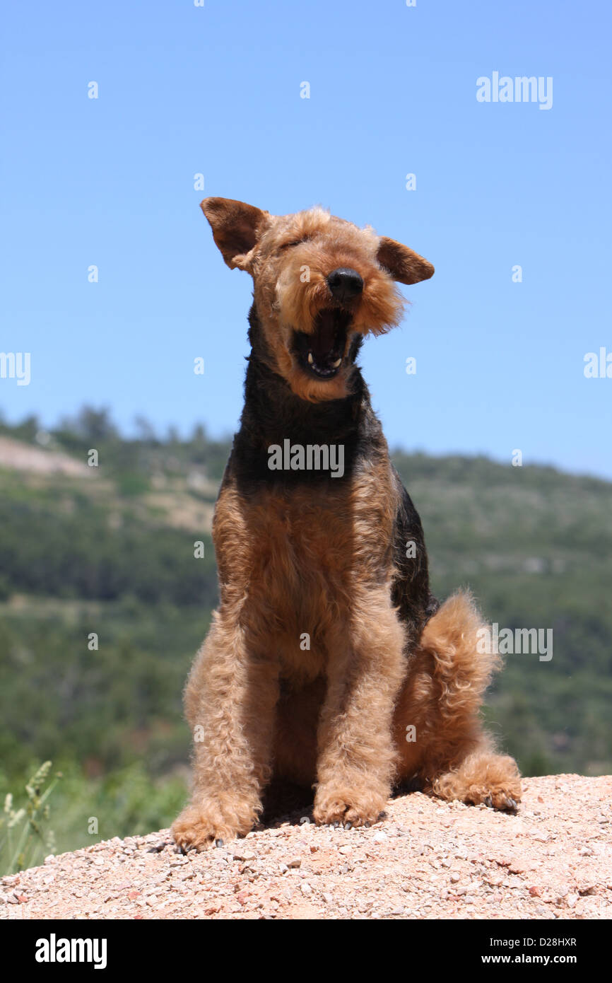Dog Airedale Terrier / Waterside Terrier adult sitting bark Stock Photo