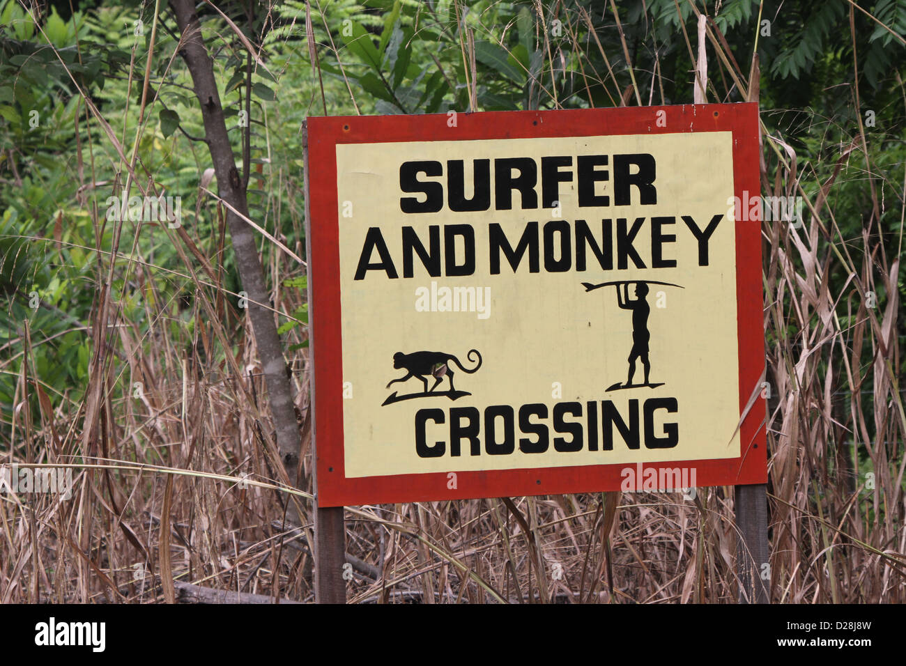 surfer and monkey crossing Stock Photo