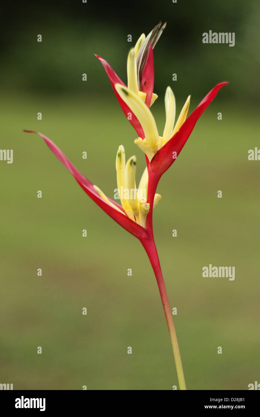 tropical flower in central america Stock Photo Alamy