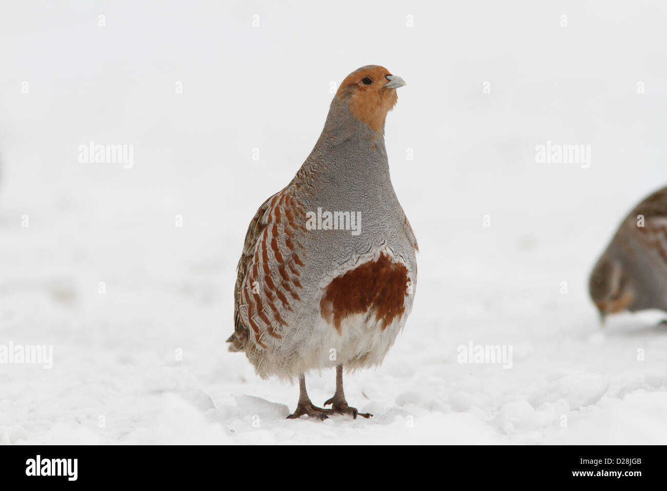 Male Grey Partridge (Perdix perdix Stock Photo - Alamy