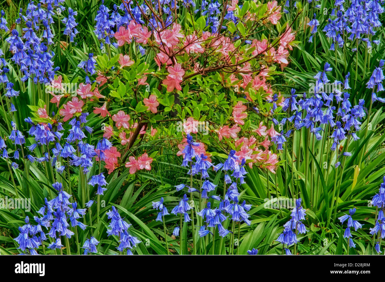 USA, Delaware, Winterthur Gardens. Blooming azaleas and bluebells. Credit as: Jay O'Brien / Jaynes Gallery / DanitaDelimont.com Stock Photo