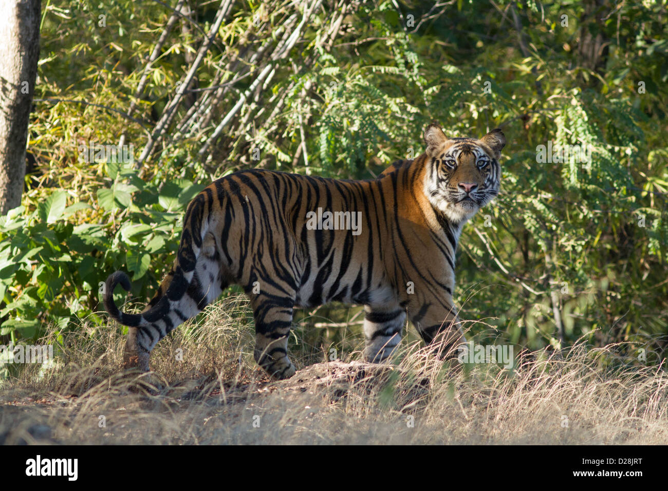Yong male tiger (Panthera tigris tigris) poses on the edge of the forest in Bandhavgarh National Park India Stock Photo