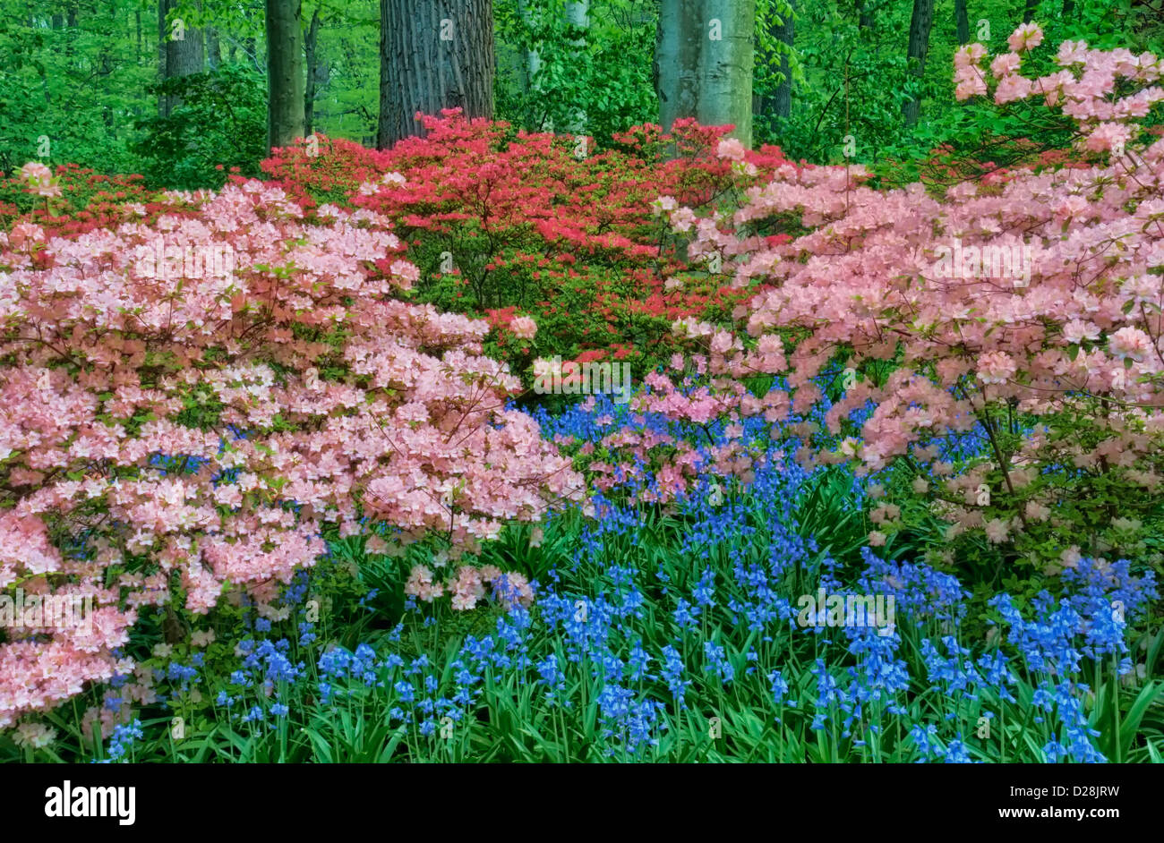 USA, Delaware, Winterthur Gardens. Blooming azalea and bluebell flowers