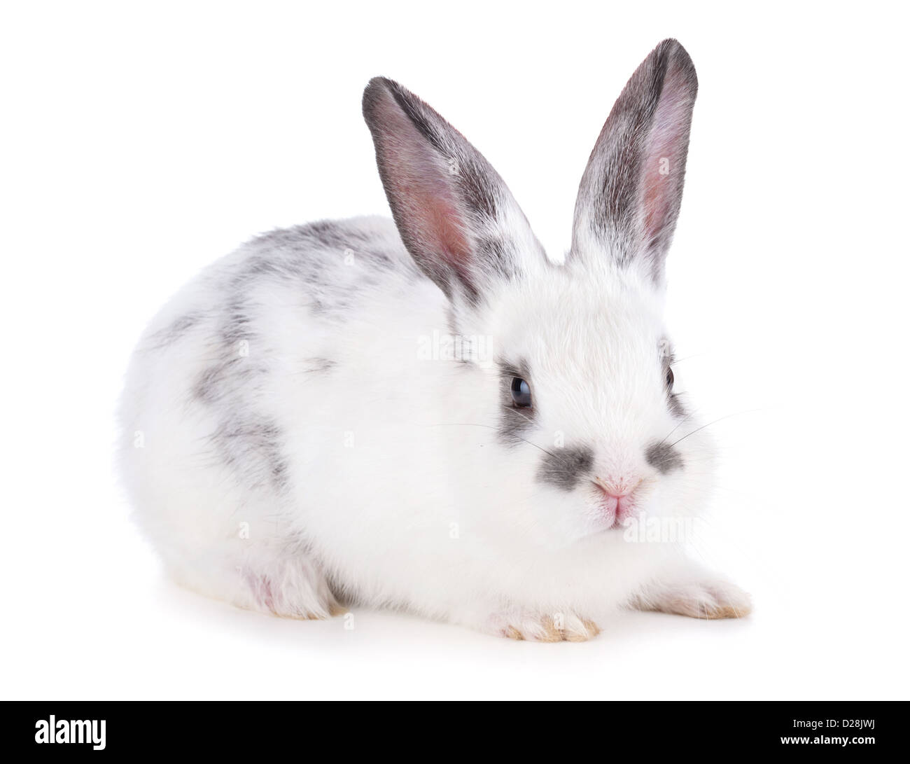 Small rabbit. Isolated on white background Stock Photo - Alamy