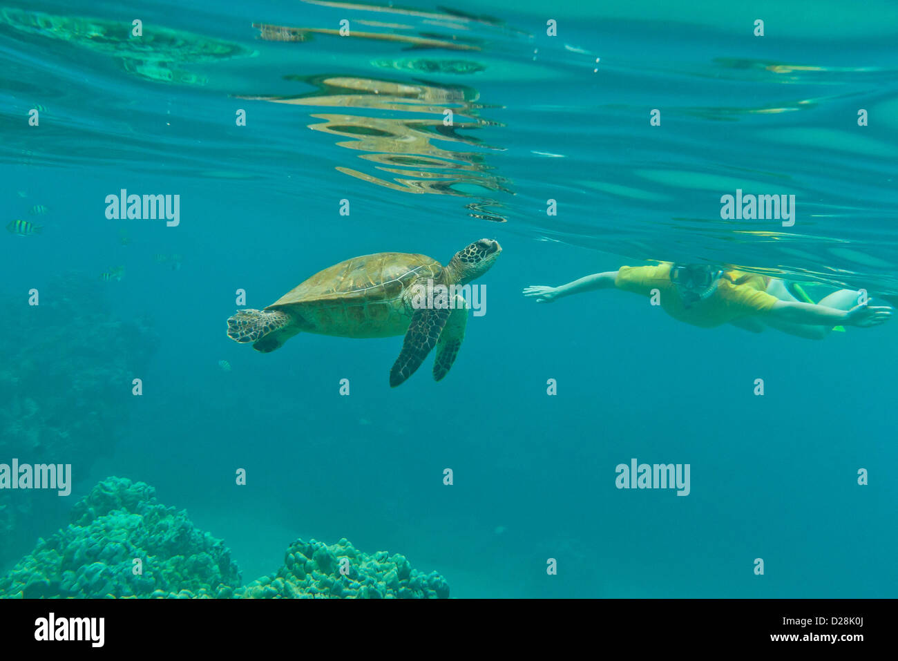 Snorkeler hawaii hi-res stock photography and images - Alamy