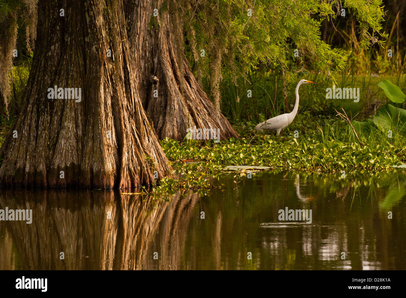 Louisiana swamp bird hi-res stock photography and images - Alamy