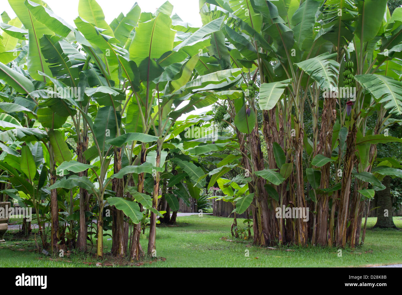 LA, Vacherie, Laura Plantation, banana trees on the sugarcane ...