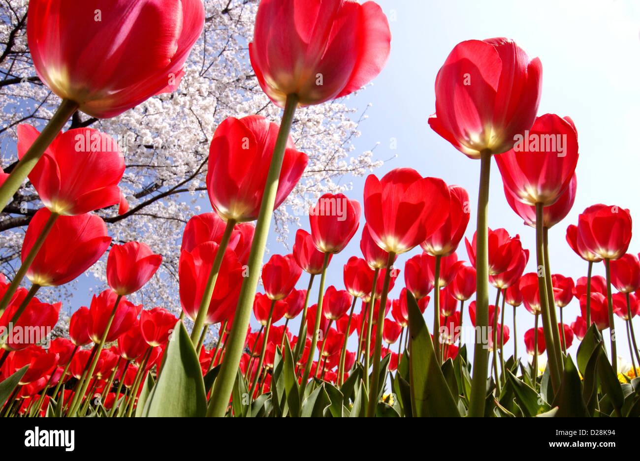 Tulip tree flowers sky hi-res stock photography and images - Alamy