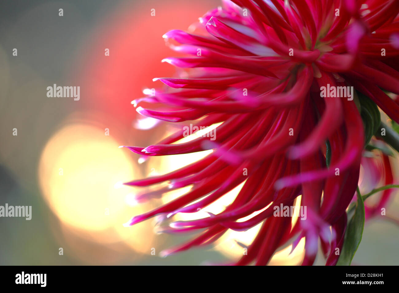 Dahlia park hi-res stock photography and images - Alamy