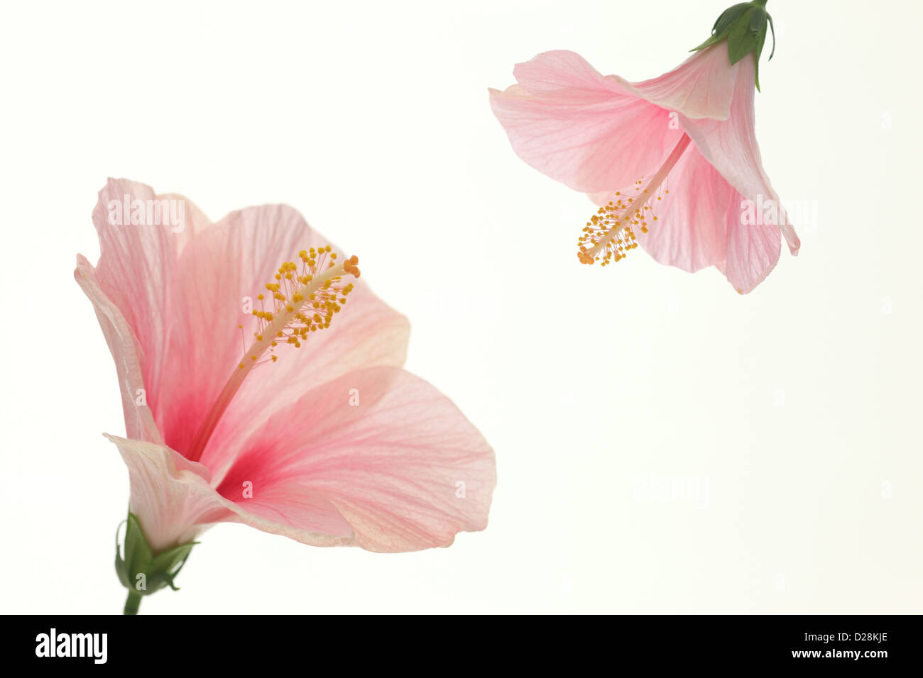Hibiscus flowers hi-res stock photography and images - Alamy