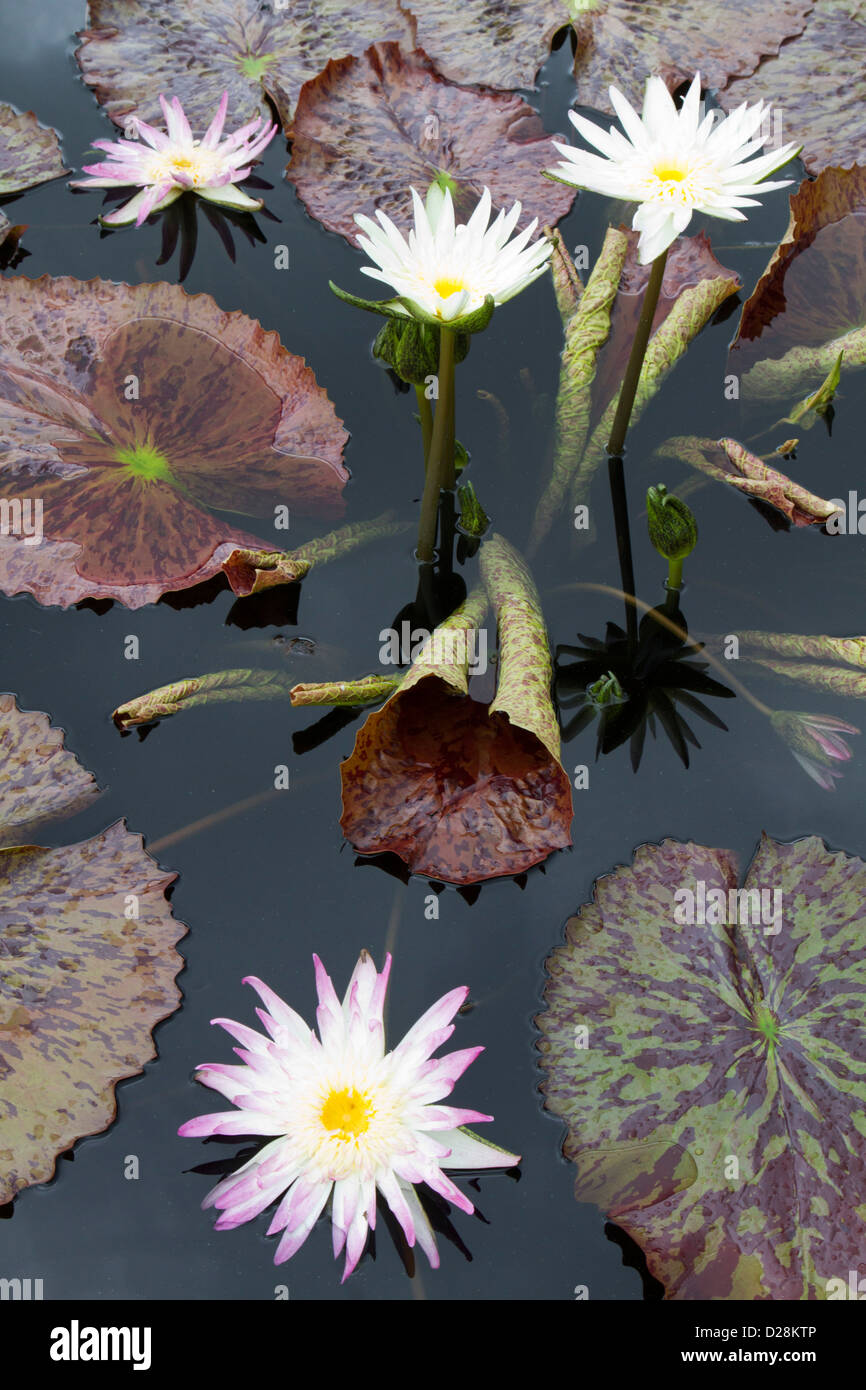 LA, New Orleans, New Orleans Botanical Garden, Lily Pond with tropical