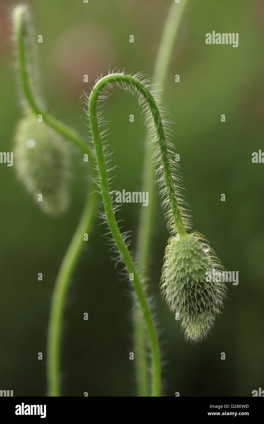 Poppy buds hi-res stock photography and images - Alamy