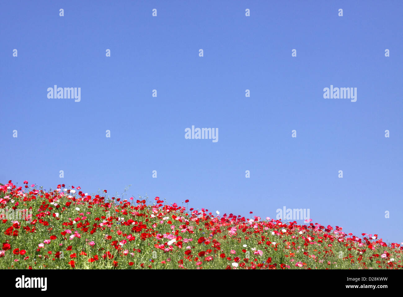 Poppy flowers and blue sky Stock Photo - Alamy