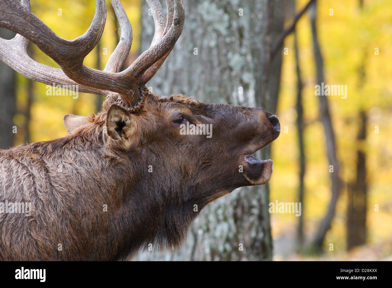 Bull Red deer (Cervus elaphus) in autumn Stock Photo