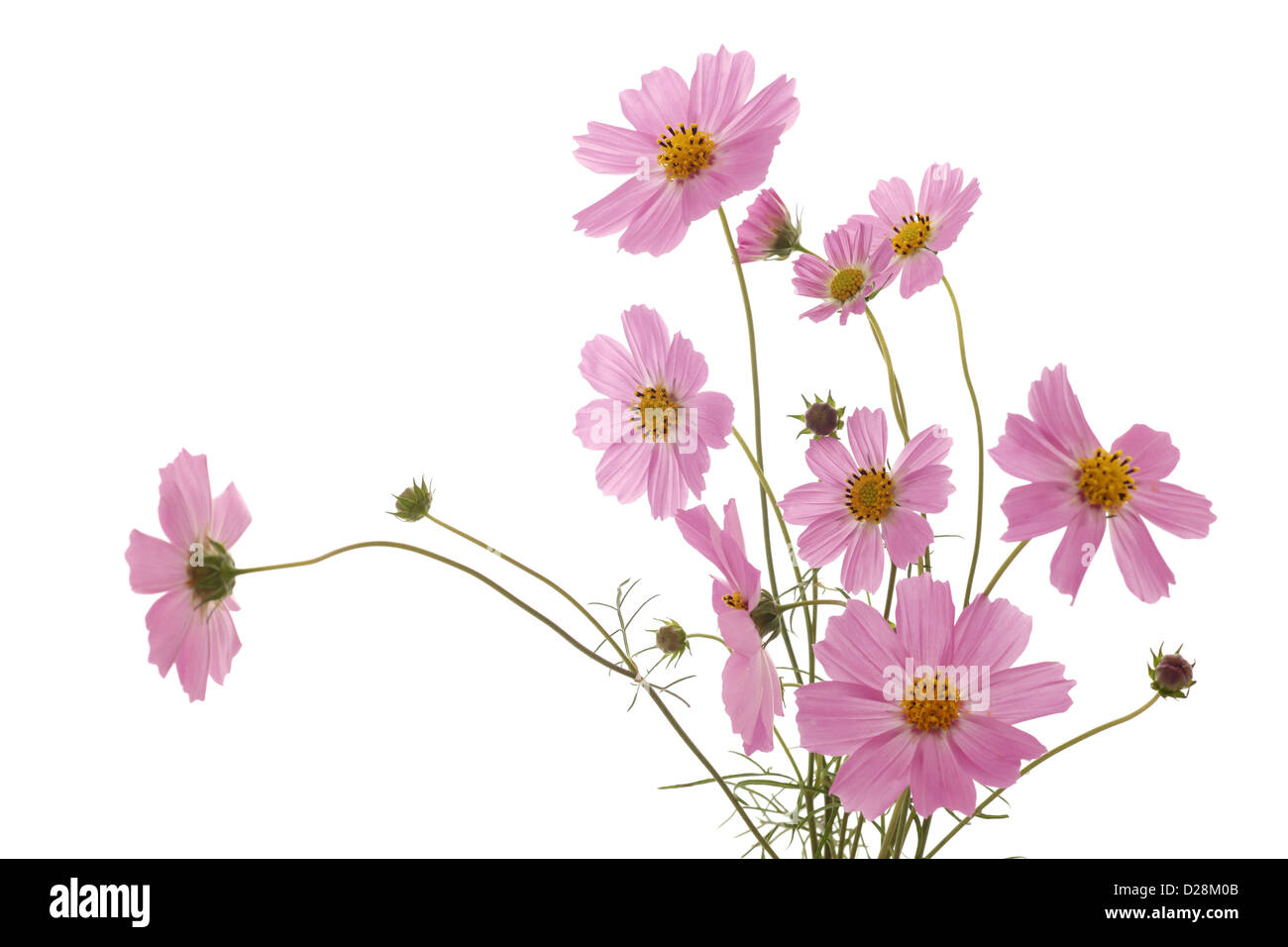Cosmos flowers japan hires stock photography and images Alamy