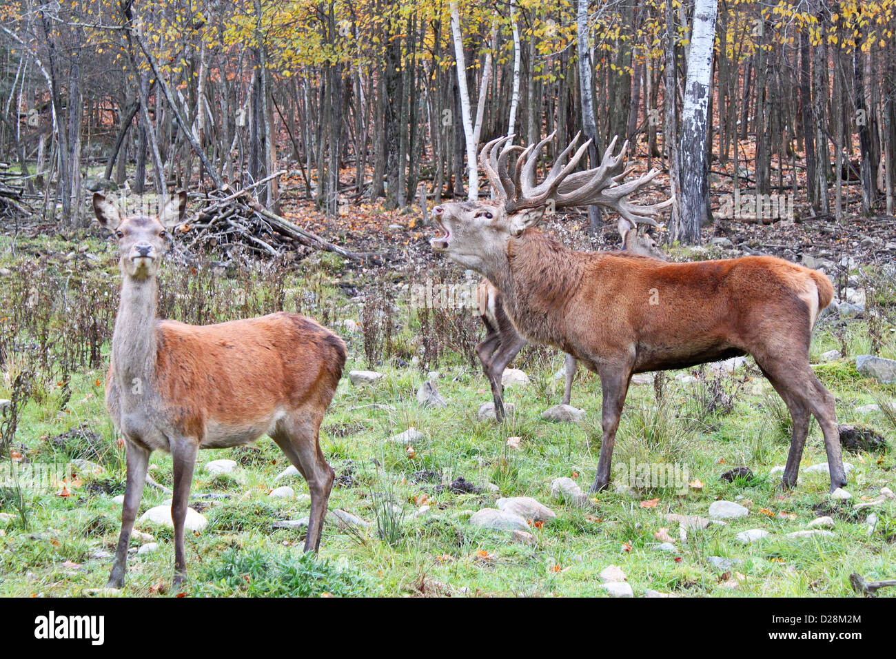 Bull and doe Red deer (Cervus elaphus) in autumn Stock Photo