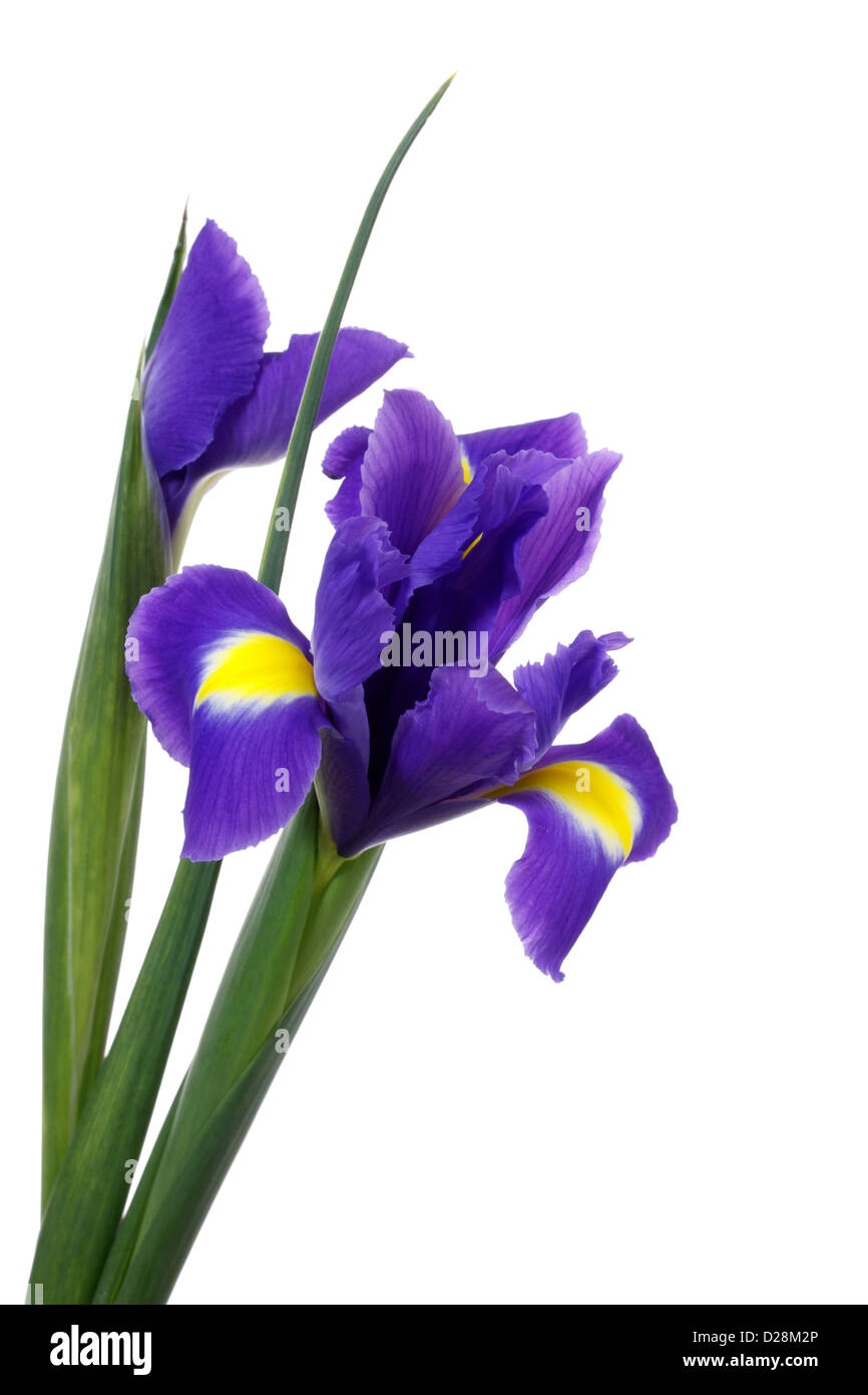 Japanese Iris flowers Stock Photo