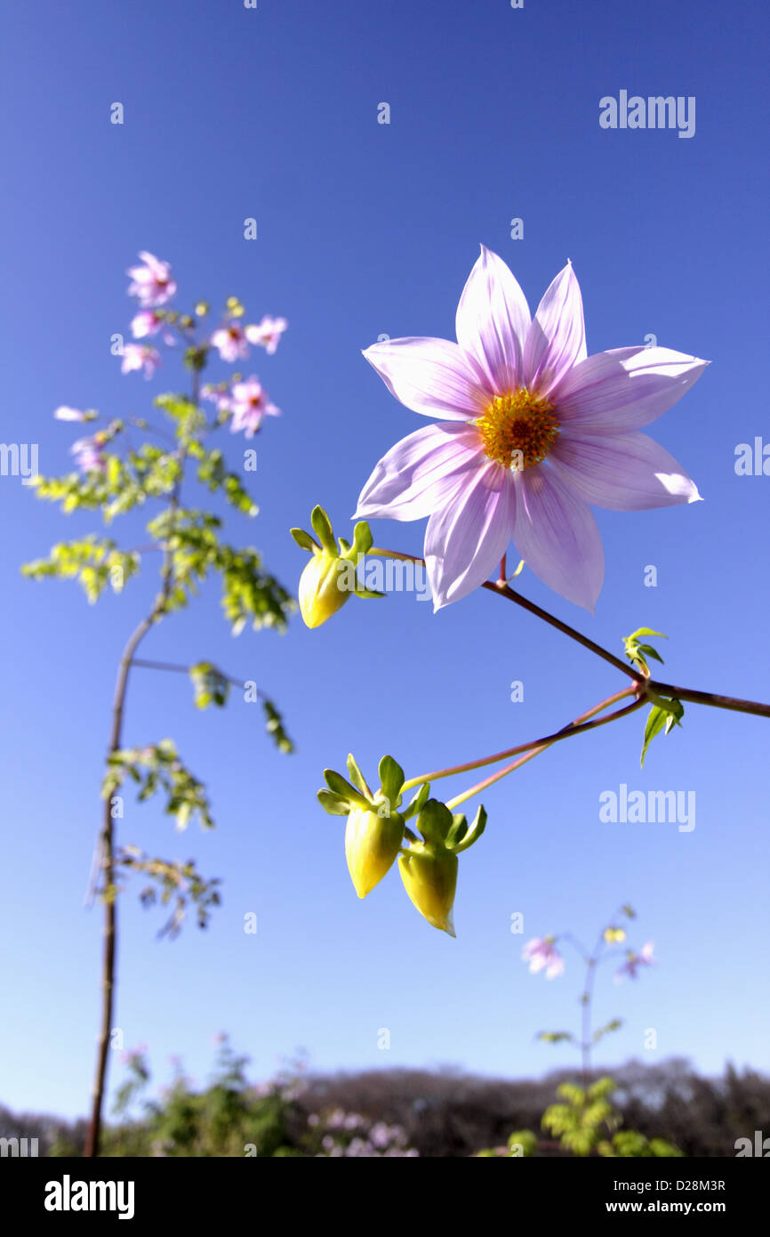 Dahlia flowers and blue sky Stock Photo