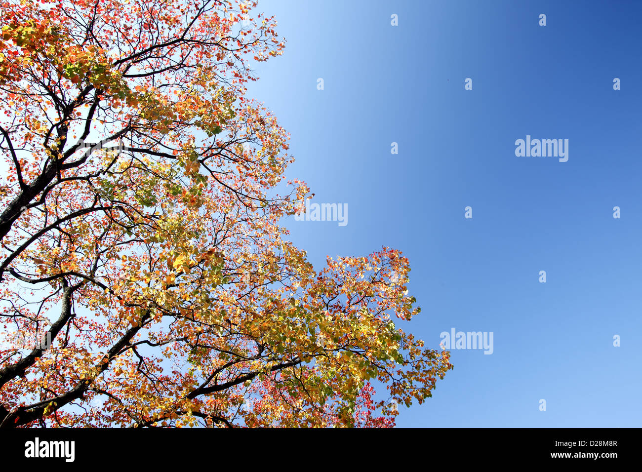 Autumn leaves and blue sky Stock Photo - Alamy