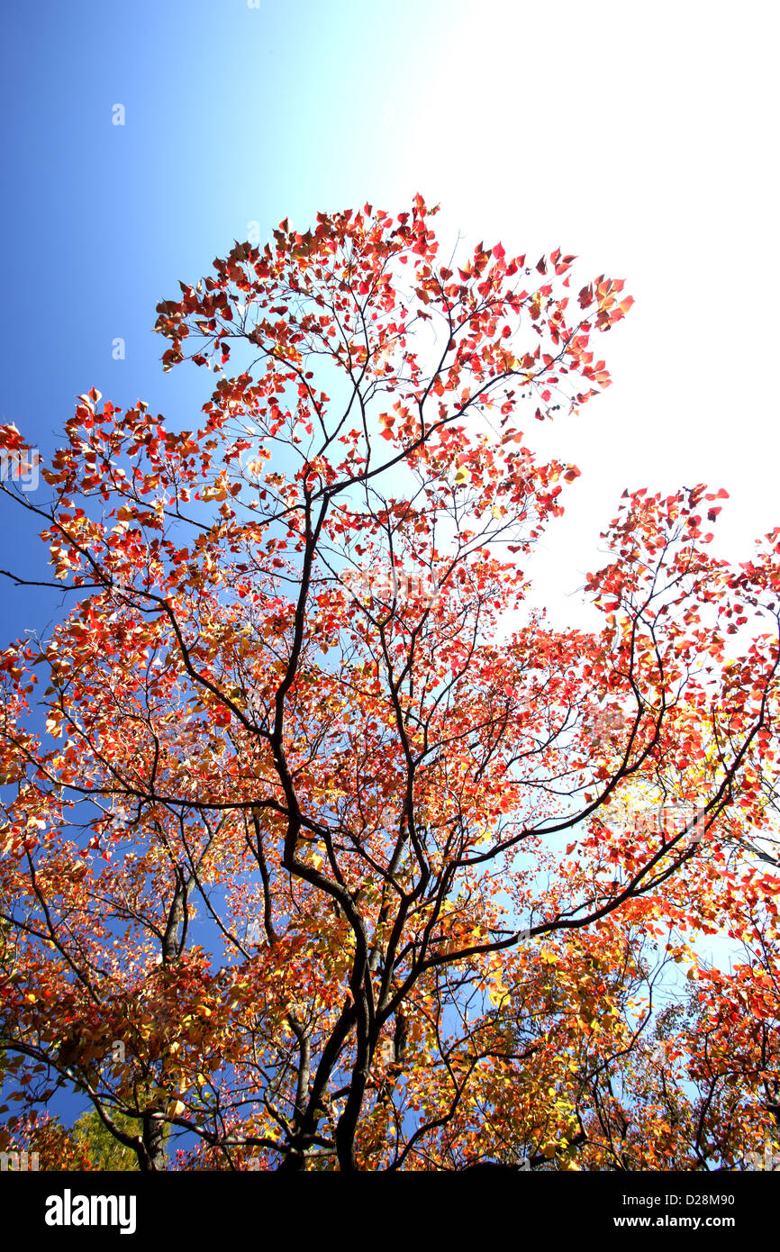 Autumn leaves and blue sky Stock Photo - Alamy